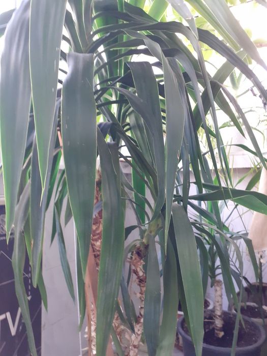 Палма Юка над 1,60 см.