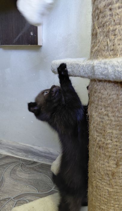Вислоухий шотландский котенок