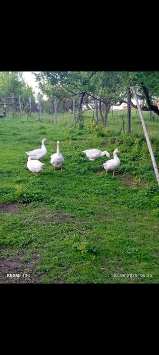 De vânzare un gâscan și 3 gâște de anul trecut