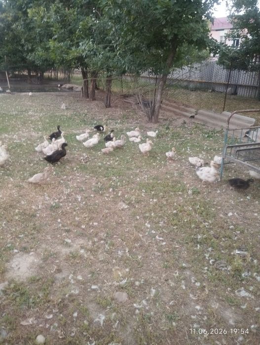 Утята утки  индаутки