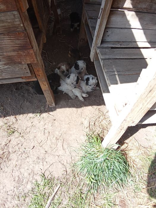 Отдаем даром щенков