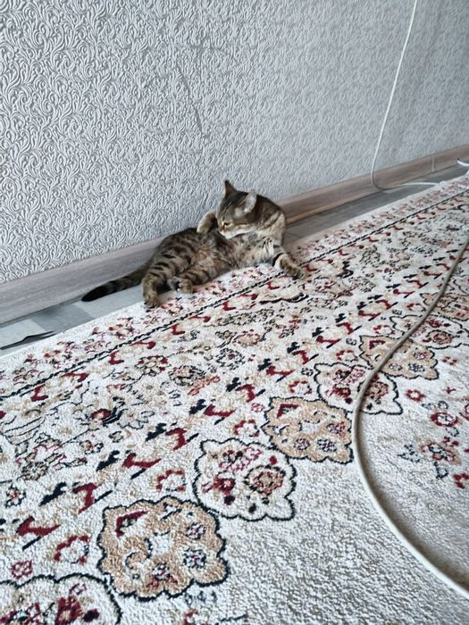 Кошка в хорошие руки