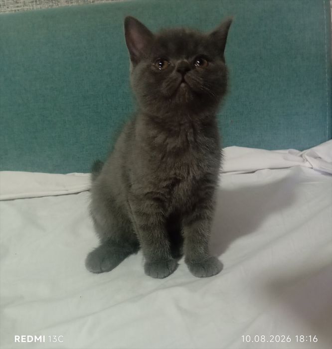 Котята скоттиш фолд/страйт