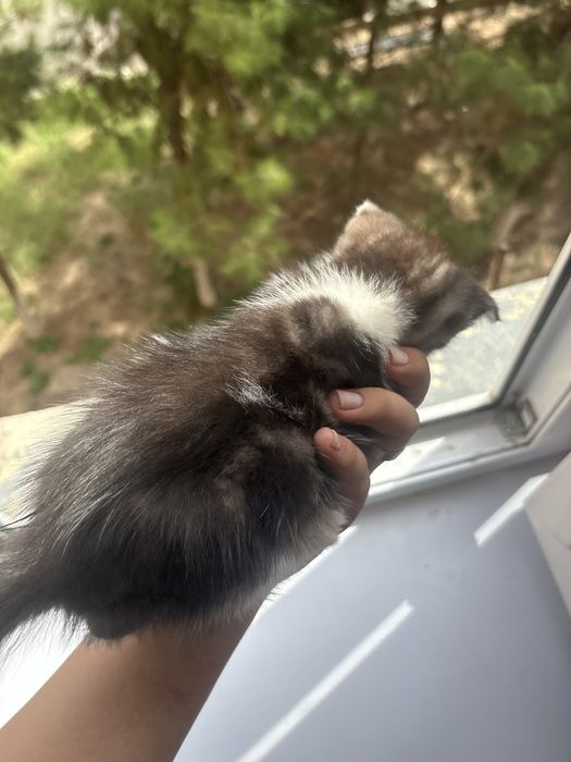 Шотландская вислоухая кошечка