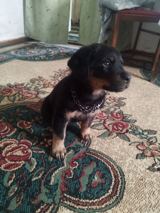 Продаются щенки ротвейлера