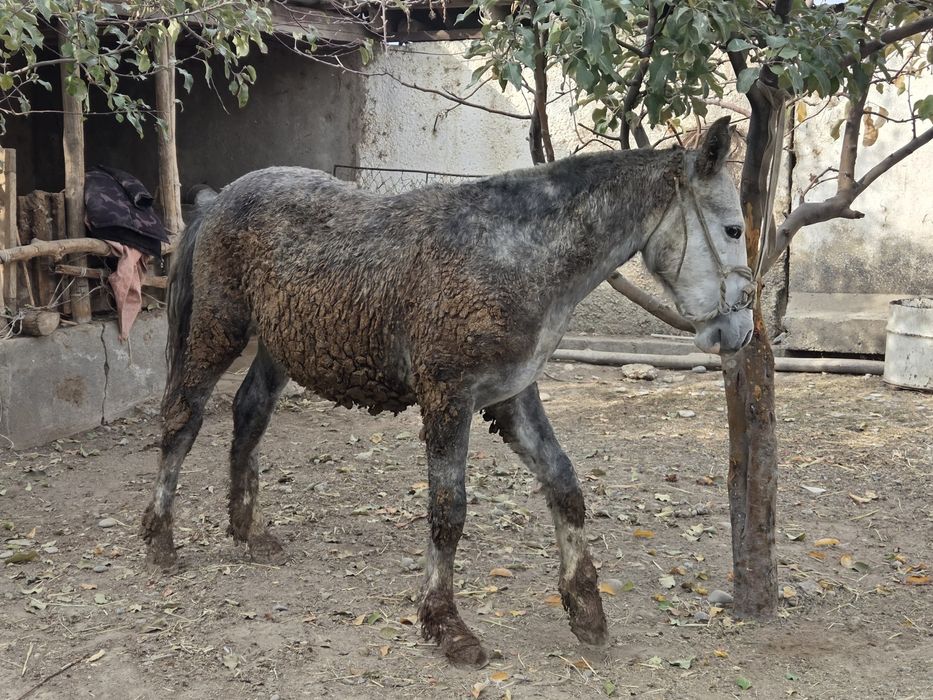 Сатылады тай линия