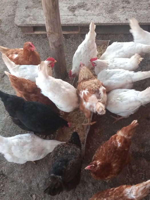 Vând oua de gaina BIO