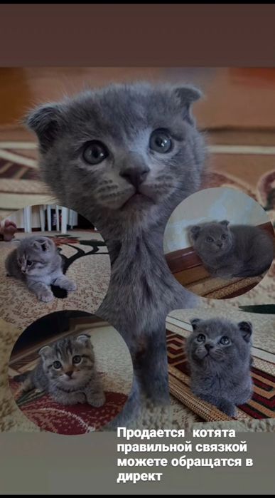 Продается котята, родились 18 июня,ходят в латок,шустрые,.