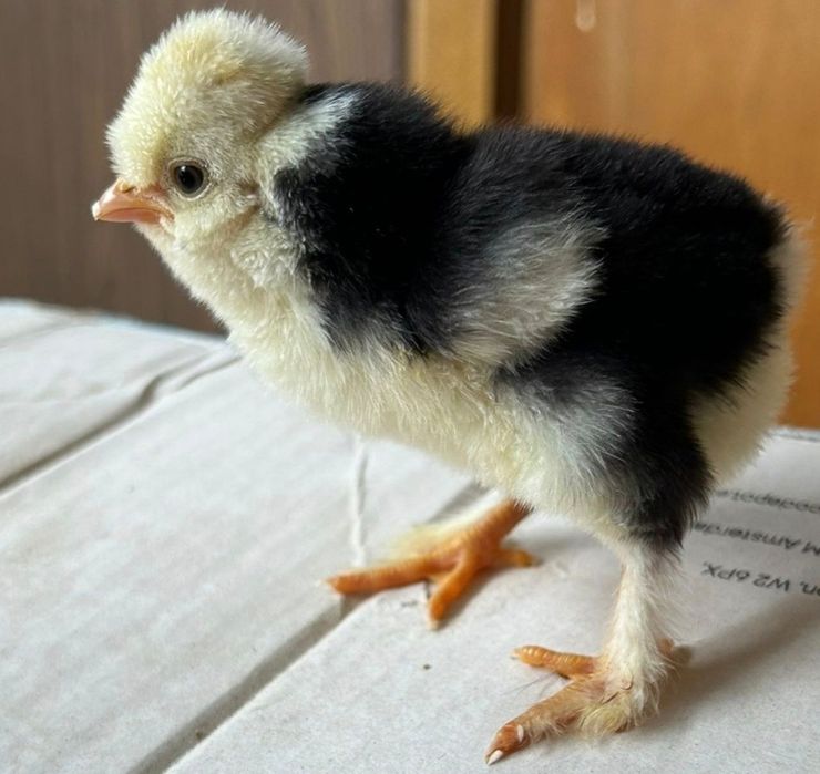 Pui Wiandott, Brahma, Austrolop, Gât golaș, Încălțați, Bărboși.