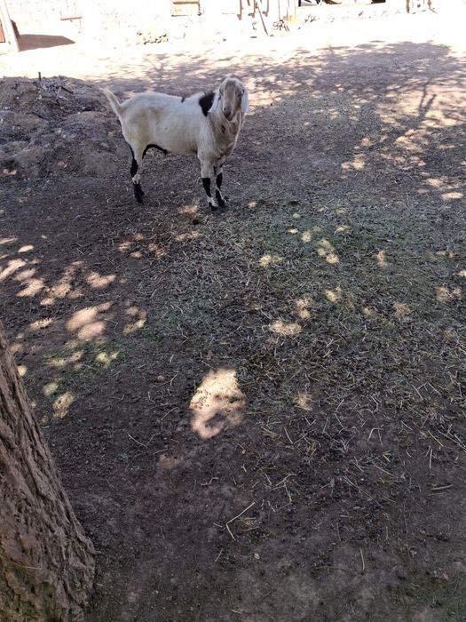 Козёл на огуливание