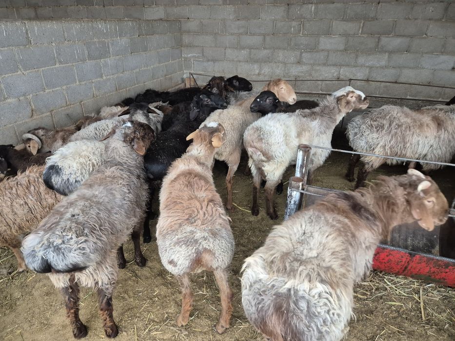 Бордақыланған тоқтылар