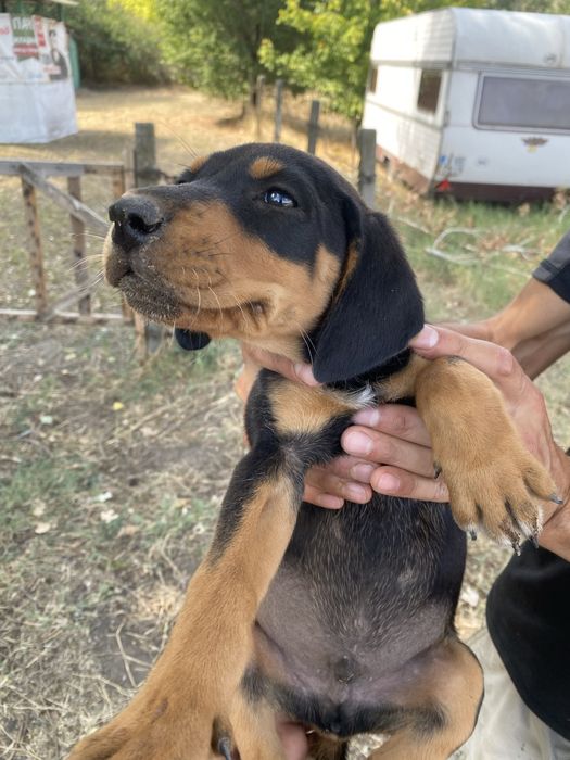 Ловни кученца