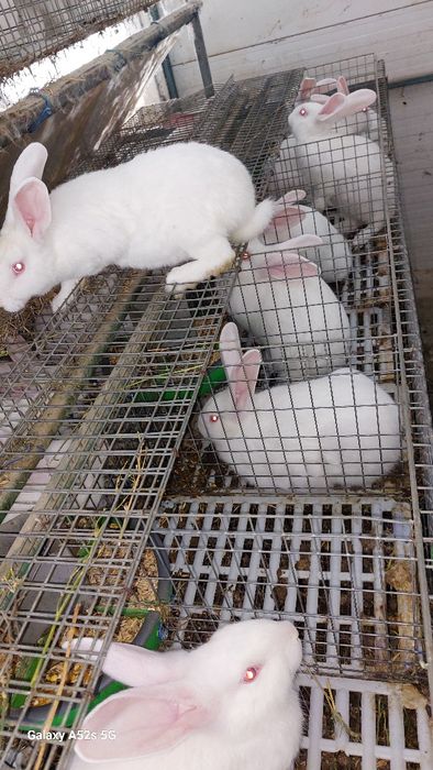 Vînd iepuri hycoli francez începând de la 2-6luni,