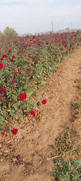 Роза көшет сорты чёрный магия 2и 1 жылдық көшеттер