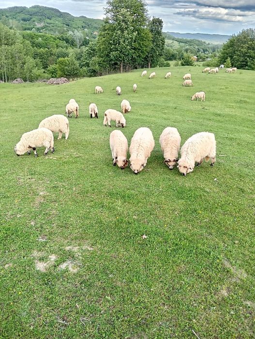 Vind oi cu miei mici,  oi cu miei mici berbeci și capre,miei de anul