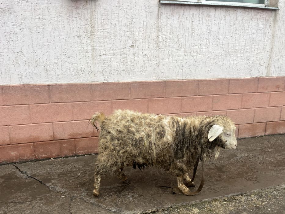 Теке сатам семыз