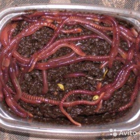 Калифорнийские Черви Старатель