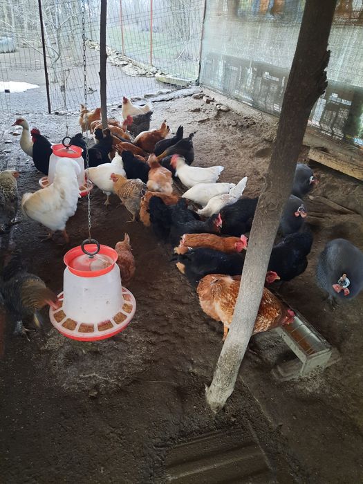 Vand oua de gaina,rata lesasca si bibilica