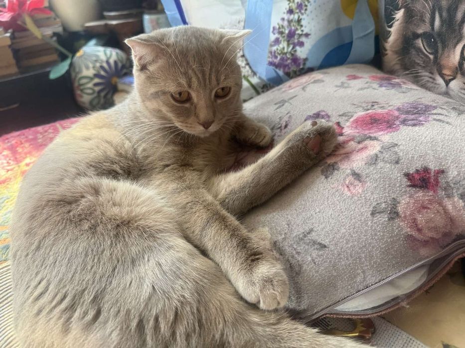 Породисти котета