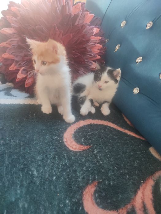 Отдам котят в добрые руки