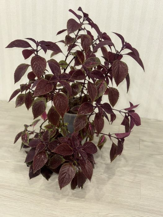 Домашние цветы 60см