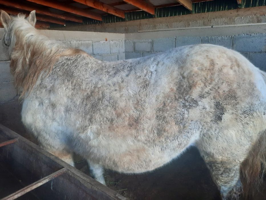 Семіз бие сатылады/ жирная кабыла