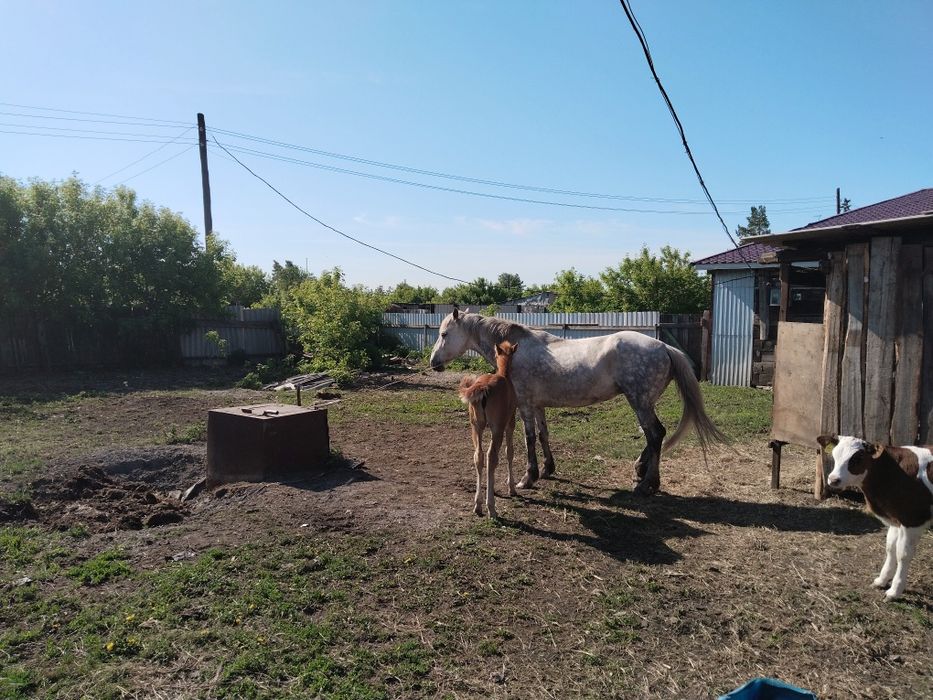 Продам кобылу с жеребенком