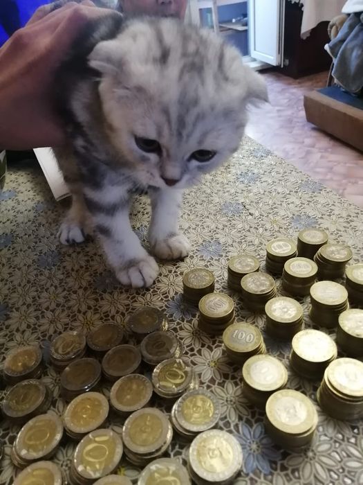 Продам  котёнка,  вислоухий scottish fold