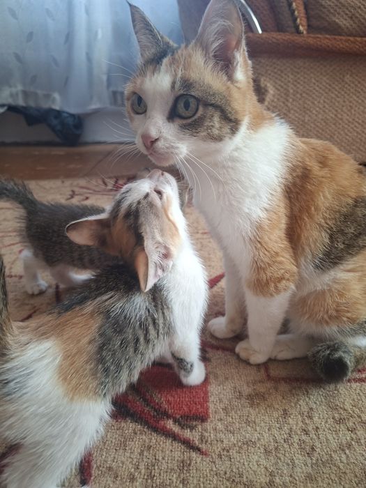 Котята в добрые руки.