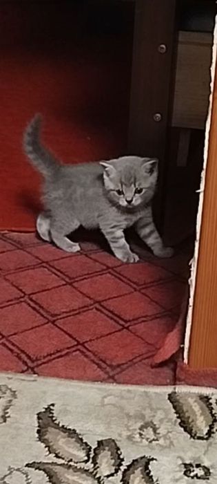 Котята фолды и страйт