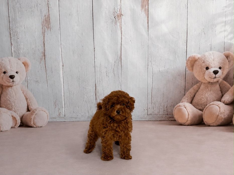 Femelă Pudel / Poodle cu pedigree!