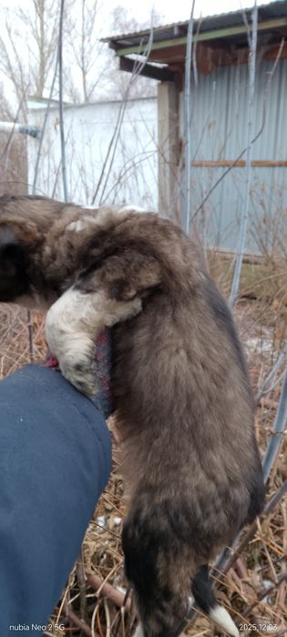 Отдам крепышов.Бесплатно.