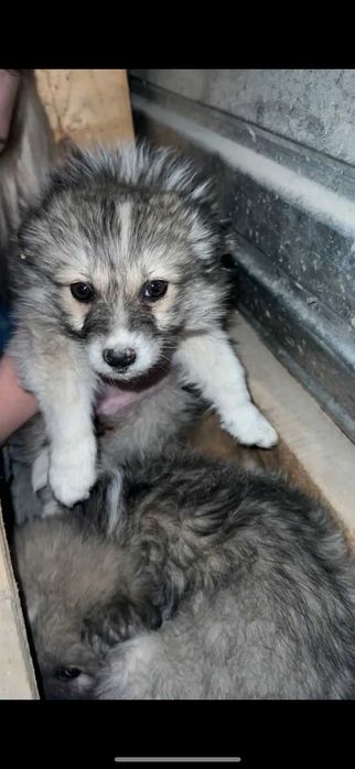 Щенки ищут дом..