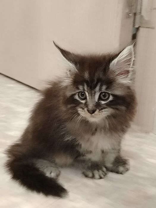 Котята Мейн-куны из питомника