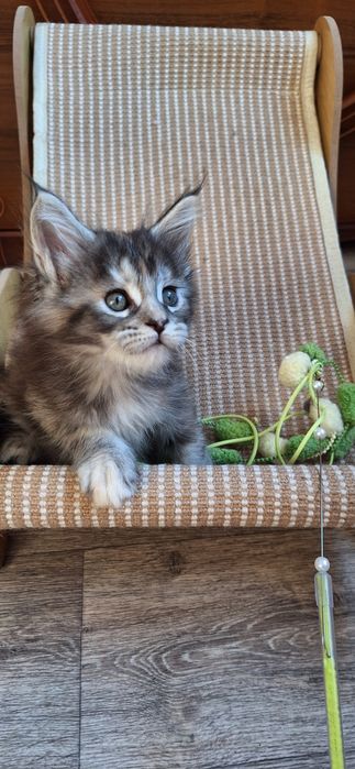 Котята  мейн-кун