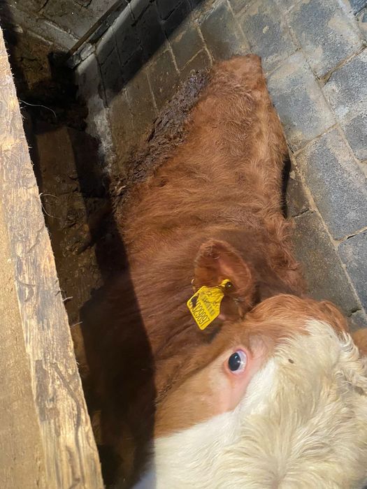 Тайынша сатамын..