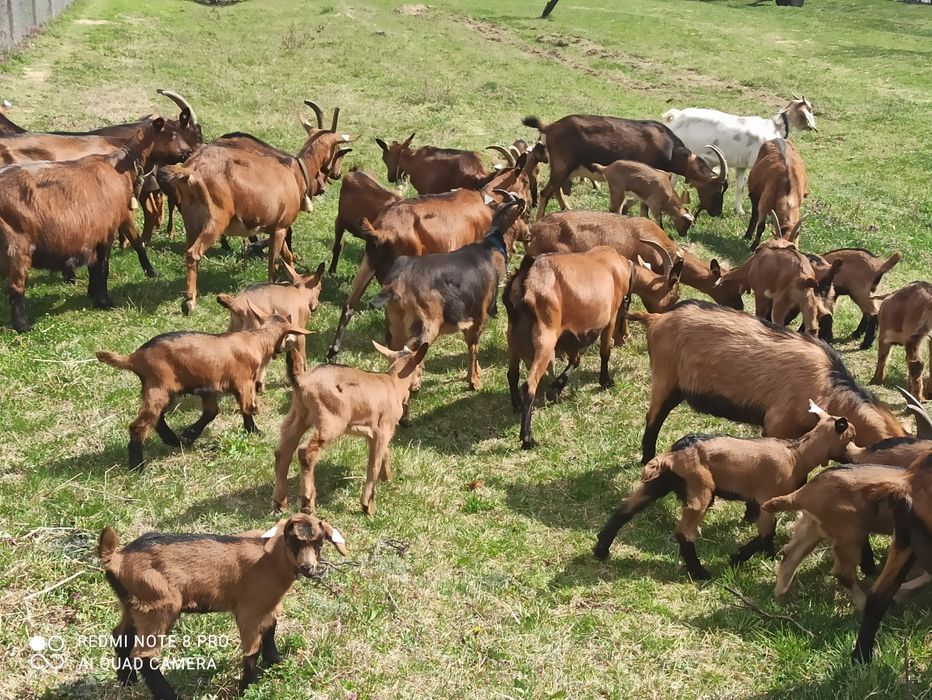 Vând capre alpin francez