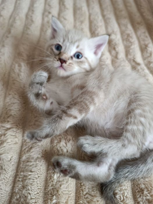 Отдам котят в хорошие руки