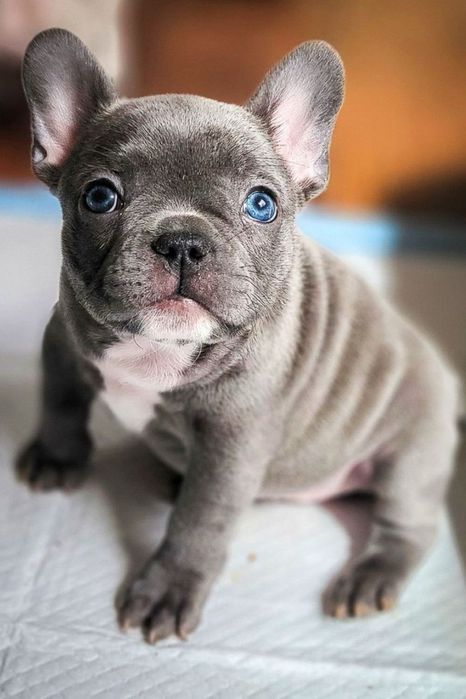 Bulldog francez