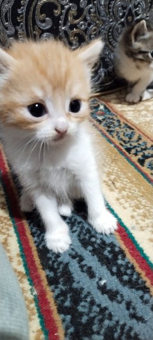 Отдаю котят в добрые руки
