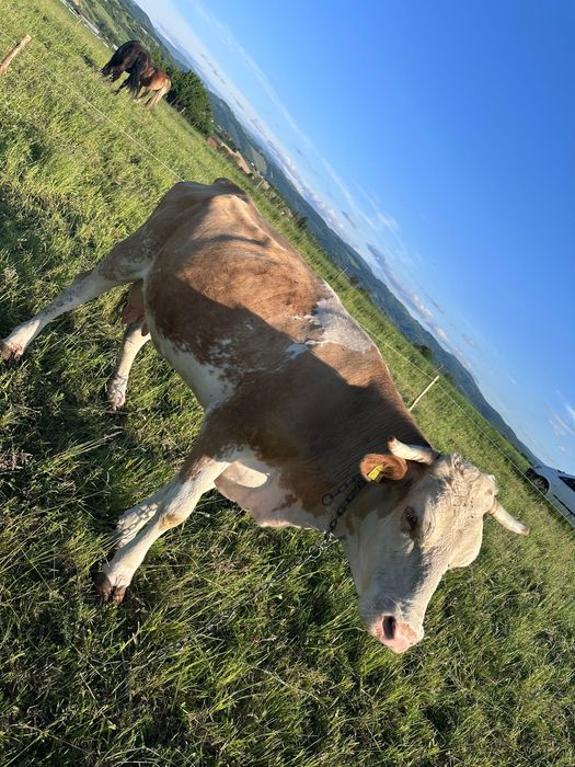 Vaca de 6 ani de vânzare