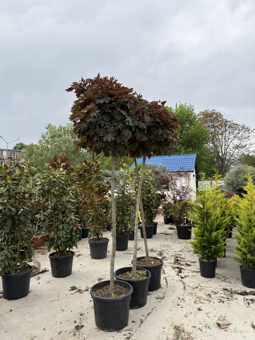 Artar japonez Acer palmatum 100 400 cm de la 499 lei