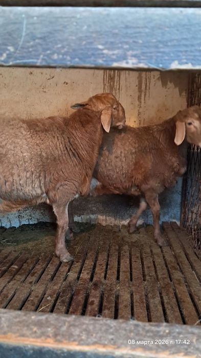 Qo'chqor sotiladi arashan, sovliqam bor