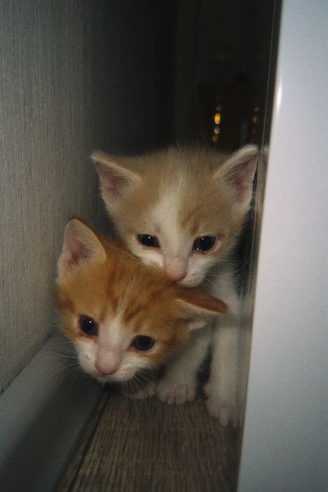 Отдам котят в добрые руки