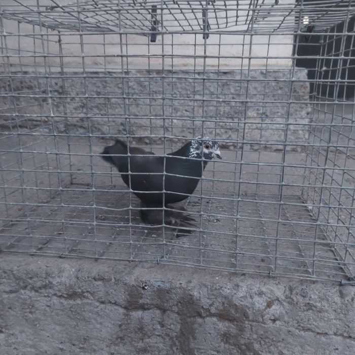 Соч самец лет игра гарантия