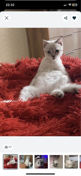 Отдам даром кошку