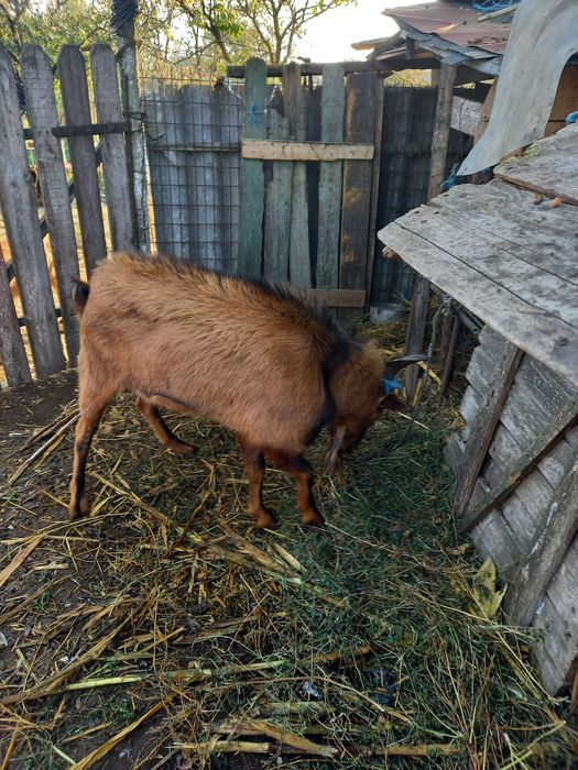 Tap alpin francez 2 ani Ialomita