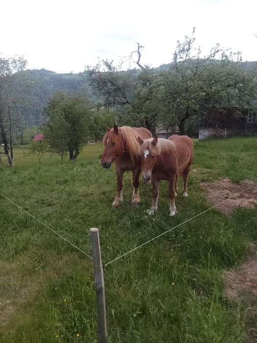 Vând iapă de 12 ani
