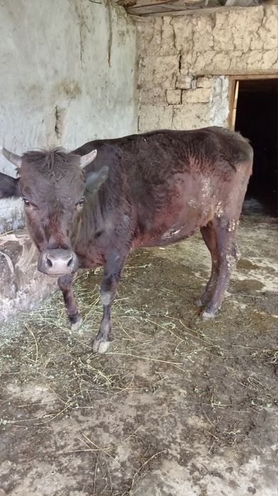 Gunajin bugoz 2oydan keyin tuğadi