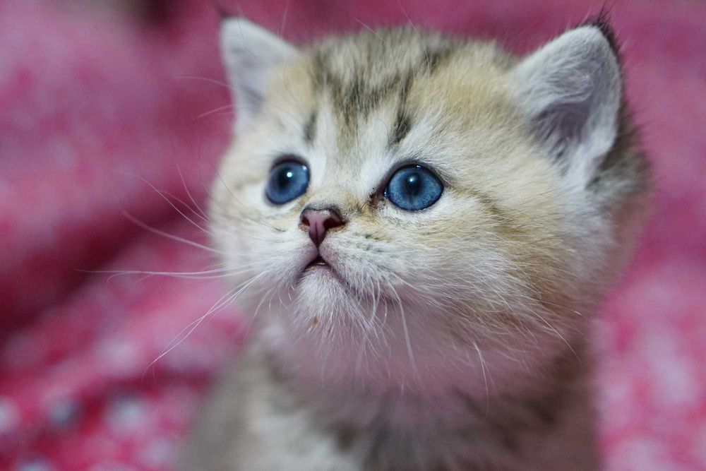 Британски Късокосмести котета